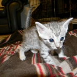 Mazoe Silver Egyptian Mau Male DOB 4-5-13