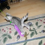 Mazoe Silver Egyptian Mau Male DOB 4-5-13