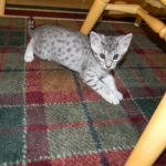 Mazoe Silver Egyptian Mau Male DOB 4-5-13