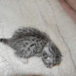 Mazoe Silver Egyptian Mau Male DOB 4-5-13