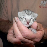 Mazoe Silver Egyptian Mau Male DOB 4-5-13