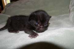 Miss Lizzy Savannah F-4C Melanistic Female  DOB 4-11-13