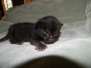 Miss Lizzy Savannah F-4C Melanistic Female  DOB 4-11-13