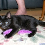 Miss Lizzy F-4C Melanistic Savannah Female DOB 4-11-13