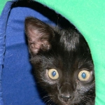 Miss Lizzy F-4C Melanistic Savannah Female DOB 4-11-13