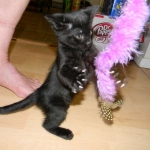 Miss Lizzy F-4C Melanistic Savannah Female DOB 4-11-13