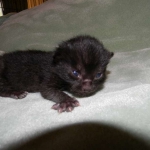 Miss Lizzy F-4C Melanistic Savannah Female DOB 4-11-13