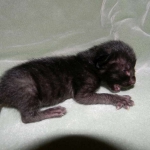 Miss Lizzy F-4C Melanistic Savannah Female DOB 4-11-13