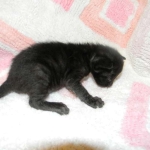 Miss Lizzy F-4C Melanistic Savannah Female DOB 4-11-13