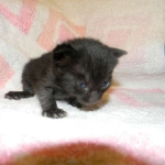 Miss Lizzy F-4C Melanistic Savannah Female DOB 4-11-13