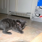 Miss Lizzy F-4C Melanistic Savannah Female DOB 4-11-13