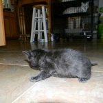 Miss Lizzy F-4C Melanistic Savannah Female DOB 4-11-13