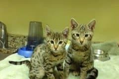 Zenya Savannah F-4C Brown Spotted Tabby Female  DOB 4-11-13