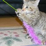 Zenya Savannah F-4C female Brown Spotted Tabby DOB 4-11-13