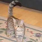 Zenya Savannah F-4C female Brown Spotted Tabby DOB 4-11-13