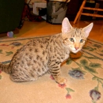 Zenya Savannah F-4C female Brown Spotted Tabby DOB 4-11-13