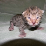 Zenya Savannah F-4C Brown Spotted tabby female DOB 4-11-13