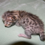 Zenya Savannah F-4C Brown Spotted tabby female DOB 4-11-13