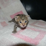 Zenya Savannah F-4C Brown Spotted tabby female DOB 4-11-13