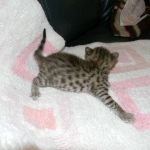 Zenya Savannah F-4C Brown Spotted tabby female DOB 4-11-13