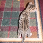 Zenya Savannah F-4C Brown Spotted tabby female DOB 4-11-13