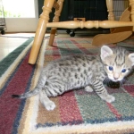 Zenya Savannah F-4C female Brown Spotted Tabby DOB 4-11-13