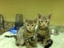 Froggy F-4C Savannah Brown Spotted Tabby Female  DOB 4-11-13