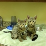 Froggy - F-4C Savannah female DOB 4-11-13