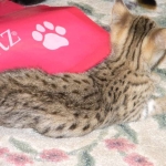 Froggy - F-4C Savannah female DOB 4-11-13