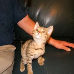 Froggy - F-4C Savannah female DOB 4-11-13