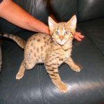 Froggy - F-4C Savannah female DOB 4-11-13