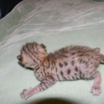Froggy - F-4C Savannah female DOB 4-11-13