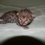 Froggy - F-4C Savannah female DOB 4-11-13