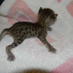 Froggy - F-4C Savannah female DOB 4-11-13