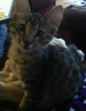 Amadeus F-6A Brown Spotted Tabby Male Savannah  DOB 4-24-13