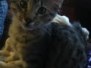 Amadeus F-6A Brown Spotted Tabby Male Savannah  DOB 4-24-13