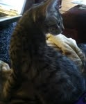 Amadeus F-6A Brown Spotted Tabby Savannah male DOB 4-24-13