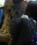 Amadeus F-6A Brown Spotted Tabby Savannah male DOB 4-24-13
