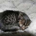 Amadeus F-6A Brown Spotted Tabby Savannah male DOB 4-24-13