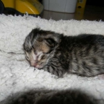 Amadeus F-6A Brown Spotted Tabby Savannah male DOB 4-24-13