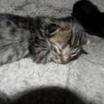 Amadeus F-6A Brown Spotted Tabby Savannah male DOB 4-24-13
