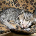 Amadeus F-6A Brown Spotted Tabby Savannah male DOB 4-24-13