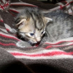 Amadeus F-6A Brown Spotted Tabby Savannah male DOB 4-24-13