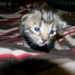Amadeus F-6A Brown Spotted Tabby Savannah male DOB 4-24-13