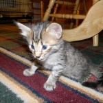 Amadeus F-6A Brown Spotted Tabby Savannah male DOB 4-24-13