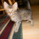 Amadeus F-6A Brown Spotted Tabby Savannah male DOB 4-24-13