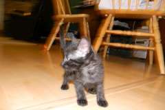 Shade Savannah F-6A Melanistic Female  DOB 4-24-13