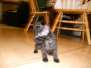 Shade Savannah F-6A Melanistic Female  DOB 4-24-13