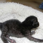 Shade F-6A Savannah Melanistic DOB 4-25-14