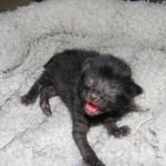 Shade F-6A Savannah Melanistic DOB 4-25-15